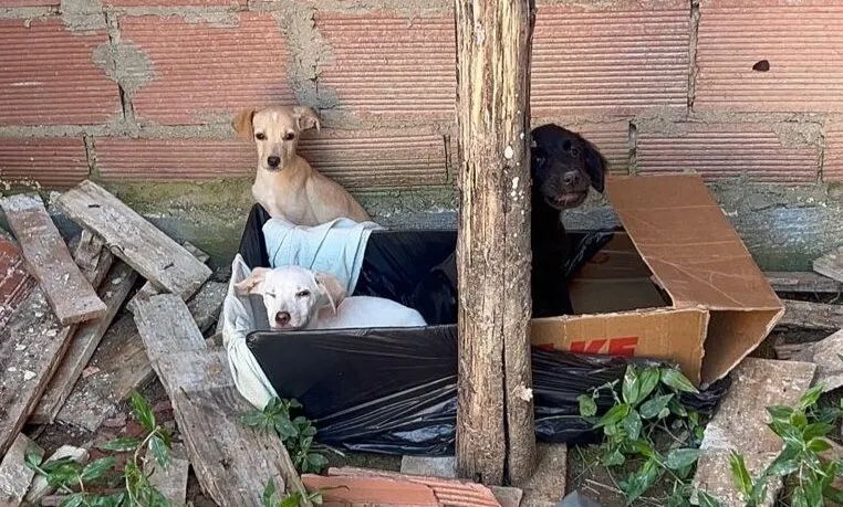 resgate animais abandonados e1755803505700