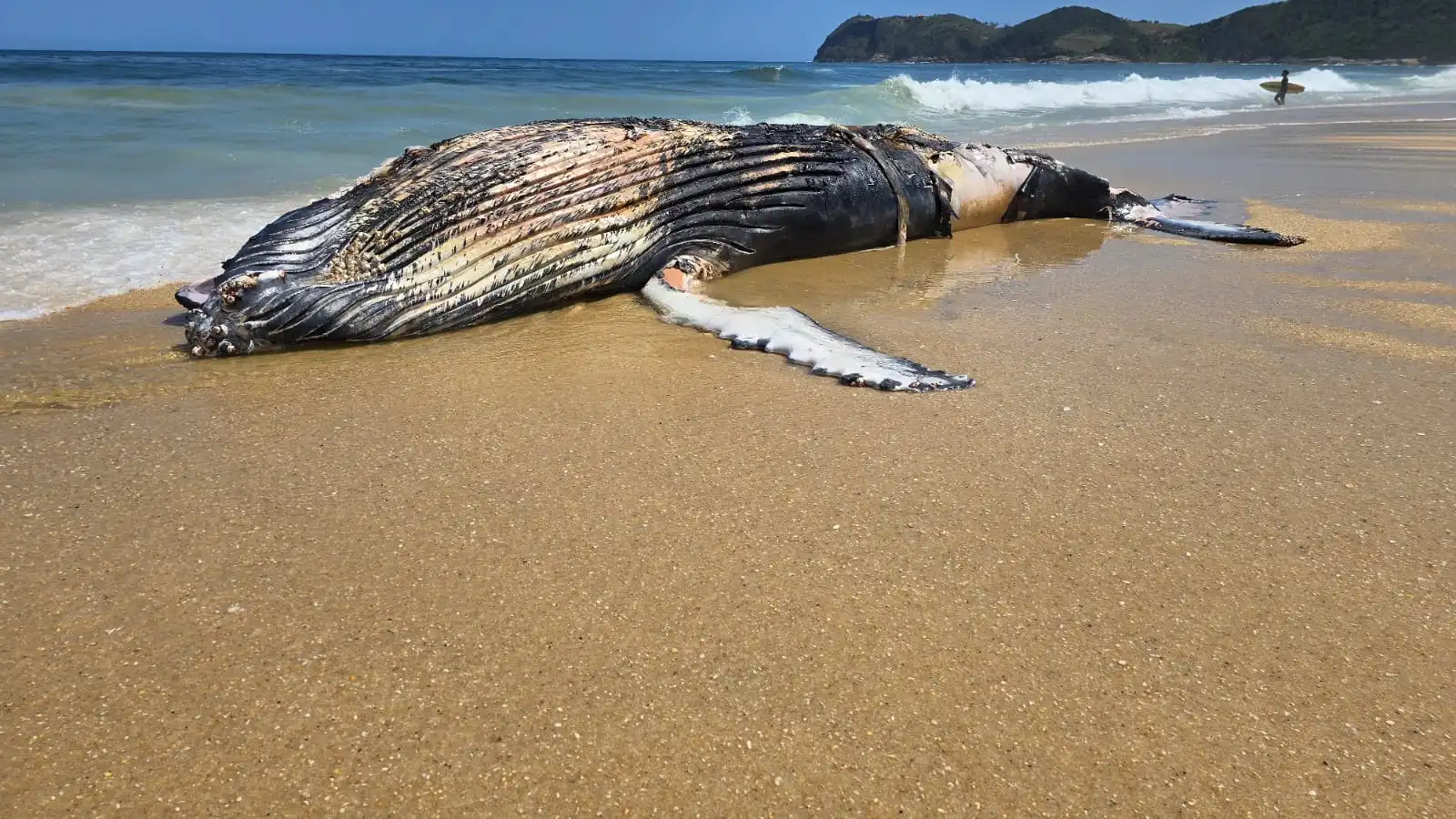 Baleia jubarte e encontrada morta na praia de Jacone em Marica